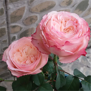 同款货源叁叁的酒淘宝老花痴 美空 友禅系列月季花苗绿植花卉玫瑰