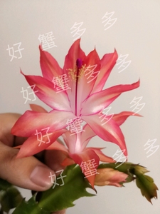 珊瑚瀑布进口新品蟹爪兰女王大花嫁接蟹爪莲花卉绿植阳台枝条室内