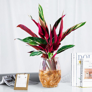 七彩凤凰竹芋植物水培绿植室内客厅办公桌防辐射吸甲醛净化易养活