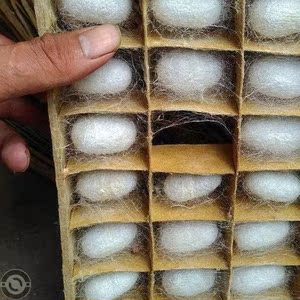 方格架蚕宝宝的结茧房吐丝盒养蚕结茧盒箱结茧架专用结茧网蚕茧簇