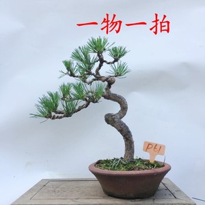 黑松小盆景
