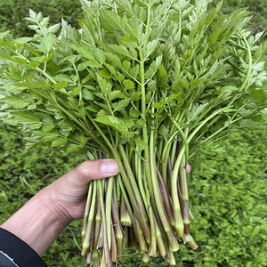 野生水芹菜野菜新鲜蔬菜野生菜现摘当季农小叶芹野水芹非野葱蕨菜