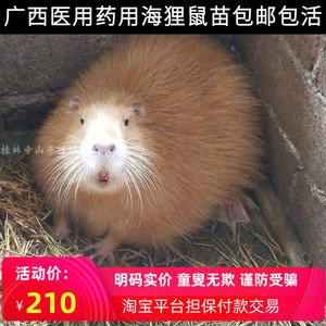 桂林海狸鼠种苗医用药用宠物幼崽活物活体海狸鼠仔苗缝线尾巴筋