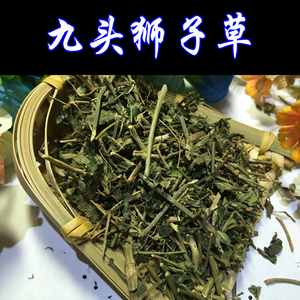 九头狮子草