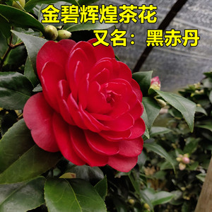 金碧辉煌茶花