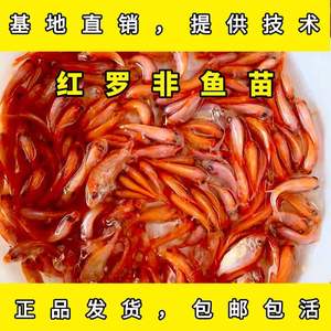 红罗非鱼豹纹红鱼非洲鲫鱼福寿鱼淡水养殖活体包邮