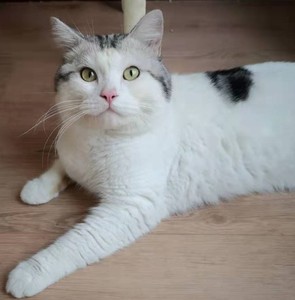 美短高白曼基康正常腿大脸猫种公借配配种幼猫领养预定