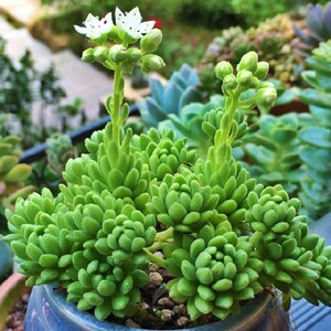 多肉植物春尚春上多肉有香味办公室内绿植盆栽肉肉植物多头春尚