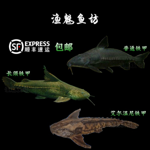 普通铁甲武士鱼活体艾尔温尼长须铁甲底栖大型鱼鲶鱼蓝海豚纹铁甲