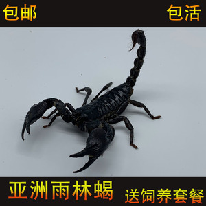 亚洲雨林蝎超大宠物黑蝎子活体 温顺无毒可上手爬虫宠送套餐包活