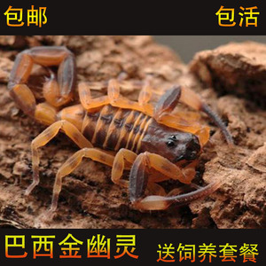 巴西金幽灵蝎（单性繁殖 可群养造景） 宠物蝎雨林蝎