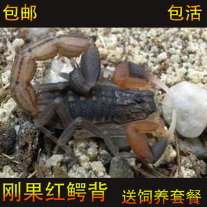 刚果红鳄背蝎Hottentotta hottentotta  单性繁殖 包邮沙漠蝎包活