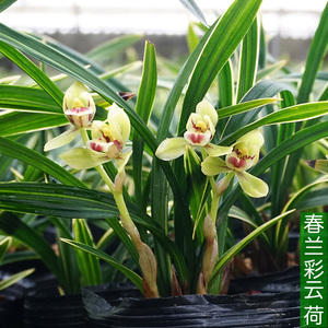 春兰荷瓣彩云荷浓香金边线艺矮种四季兰花苗带花苞室内盆栽最香的