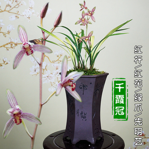 建兰千霞冠名贵稀有四季兰花苗带花苞浓香型正品高档盆栽清仓包邮