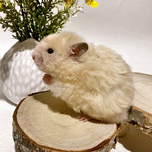 80樂bb樂yy淘宝买1送15好礼金丝熊巨型活体仓鼠活物布丁银狐宝宝