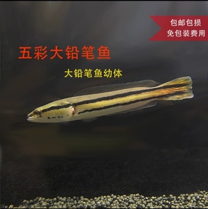 大铅笔鱼活体雷龙小盾鳢多曼大型凶猛肉食雷龙鱼热带观赏鱼鱼苗