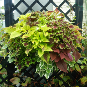 淘宝 易花集市 矾根紫玉 观叶植物 种苗多色 多年生彩叶草耐热耐寒