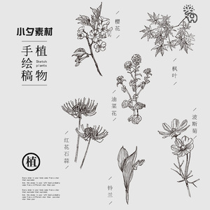 手绘线稿素描线描草本植物花卉水仙菊元素png免扣eps矢量设计素材