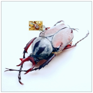 宽带鹿角花金龟标本【甲虫标本 昆虫标本】