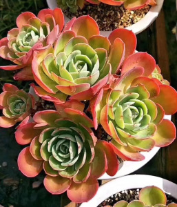 艾丝美拉达云南组合花卉桌面多肉植物阳台多肉萌多肉