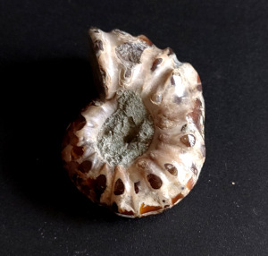 矿物晶体市场淘宝天然古生物窦唯雷菊石玉化羊角螺化石标本地质科普