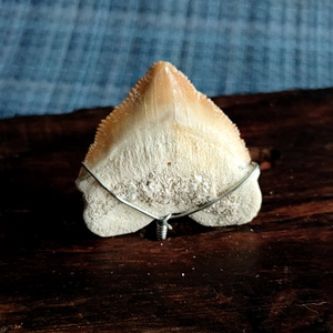 鱼类牙齿化石 乌鸦鲨牙齿化石(精品 长2.6厘米)