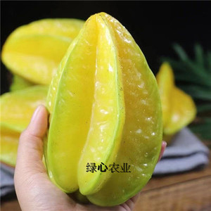 广东茂名化州特产新鲜现摘杨桃大果热带水果孕妇自然熟5斤包邮