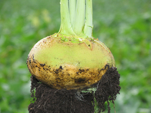 东北新鲜农家卜留克,不留客布留客上市,芜菁甘蓝5.99一斤,好吃