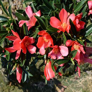 四季杜鹃红山茶杜鹃山茶花苗红山茶花苗盆栽绿植阳台庭院四季开花