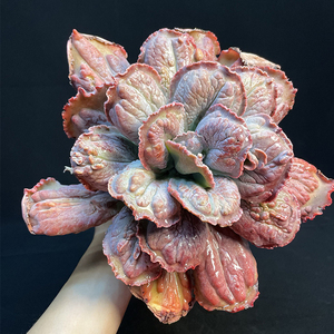 狂野男爵多肉绿植物小盆栽室内老桩大颗好养云南直发稀有品种贵货