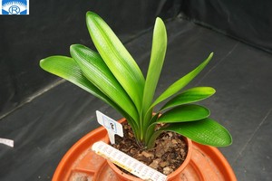 【长春任师傅君子兰】220605-长春老短 窄短 毛兰串 浅体 黄短8