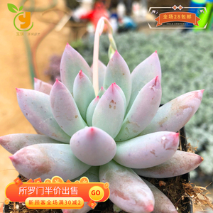 多肉植物所罗门群生红蜻蜓组合新手套餐肉肉植物玉琪全场满28包邮