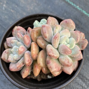 白鹭群生洛神多头多肉萌肉小美庭院好养桃蛋系列