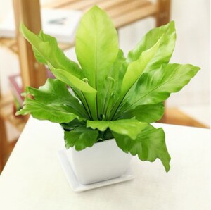 水培花卉植物 蕨类 鸟巢蕨盆栽绿植 净化空气吸甲醛室内客厅桌面