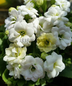 长寿花    罗伊  个人养殖非专业店铺