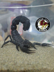 北非黑肥尾蝎 androctonus mauritanicus am