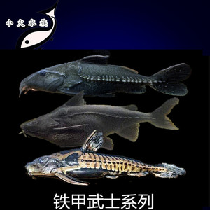 铁甲武士鱼艾尔温尼长须普通铁甲武士鱼活体热带鱼