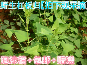 新鲜现采草药 杠板归 犁头刺 蚂蚱簕 粪箕笃老虎脷猫爪刺一斤包邮