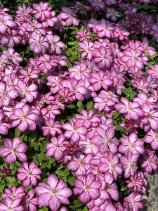 铁线莲 乌托邦大河水星二号円空银币博士约瑟芬 盆栽花卉爬藤植物