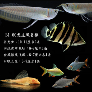 水族鱼缸观赏鱼热带鱼龙鱼虎鱼飞凤组合混养鱼淡水鱼套餐银龙包邮