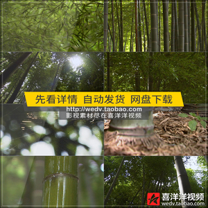 c015清新竹林竹子大自然植物竹叶阳光洒落风景色高清实拍视频素材