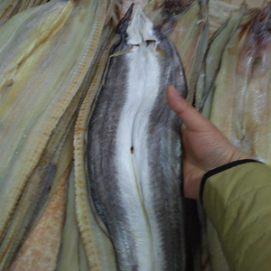 海龙鱼