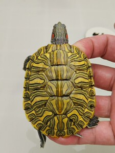 格兰德彩龟色彩斑斓深水鱼缸混养外塘七彩巴西龟直播选龟归田牧歌