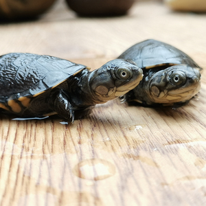 西非侧颈龟呆萌可爱观赏网红仰泳宠物龟归田牧歌