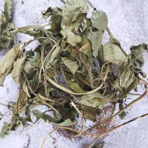 灵香草芸香草香灵草250克g包邮中药材调味料香料卤料火锅香料大全