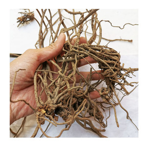 白花丹根250克包邮 中草药白花丹根 百花丹根头 一见消跟 可磨粉