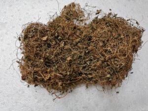 天胡荽草中药材500g包邮野生满天星中草药天胡荽小叶破铜钱落得打