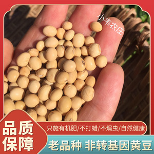 新鲜黄豆打豆浆专用老品种非转基因农家自种自产种子散装可磨粉生