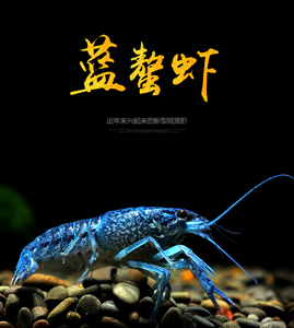 佛罗里达蓝螯虾