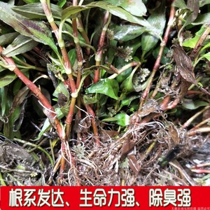 贵州鱼廖根香柳苗带根带泥新鲜多根香料易活绿植盆栽水培土培
